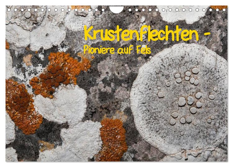Produktbild: Krustenflechten - Pioniere auf Fels (Wandkalender 2026 DIN A4 quer), CALVENDO Monatskalender