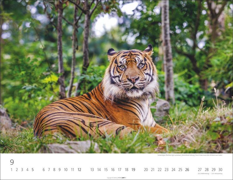 Produktbild: Tiger Kalender 2027