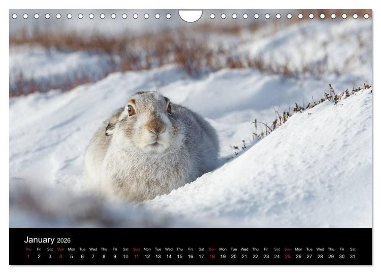 Produktbild: Scotland's Wildlife 2026 (Wall Calendar 2026 DIN A4 landscape), CALVENDO 12 Month Wall Calendar