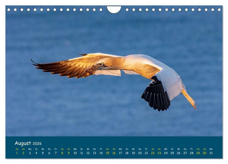 Produktbild: Helgol&auml;nder Basst&ouml;lpel 2026 (Wandkalender 2026 DIN A4 quer), CALVENDO Monatskalender