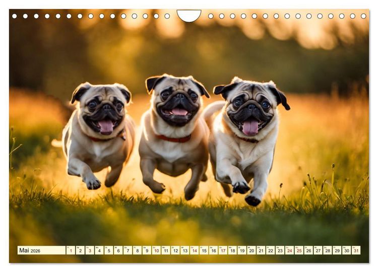 Produktbild: M&ouml;pse - quirlige Charmebolzen (Wandkalender 2026 DIN A4 quer), CALVENDO Monatskalender