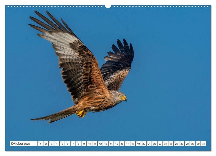 Produktbild: Heimische GREIFV&Ouml;GEL Adler Milan Bussard Weihe Sperber (Wandkalender 2026 DIN A2 quer), CALVENDO Monatskalender
