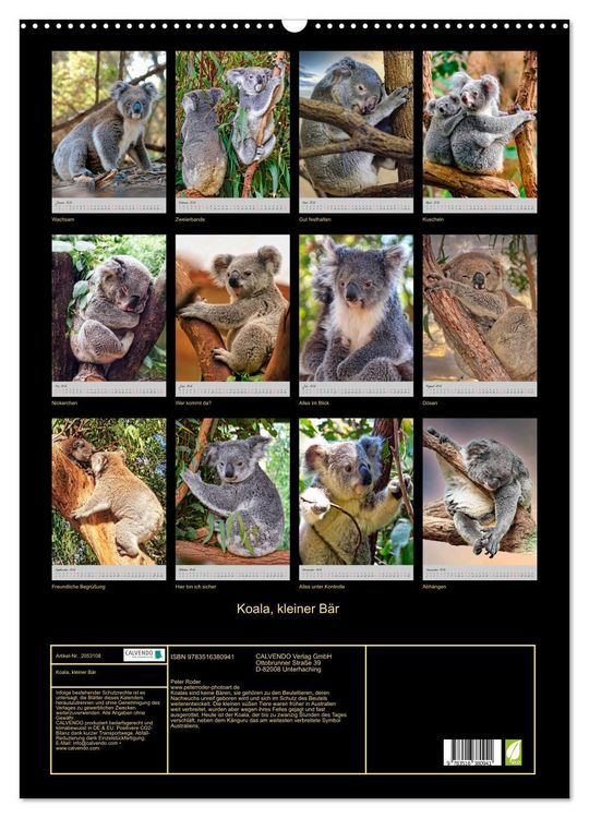 Produktbild: Koala, kleiner B&auml;r (Wandkalender 2026 DIN A2 hoch), CALVENDO Monatskalender