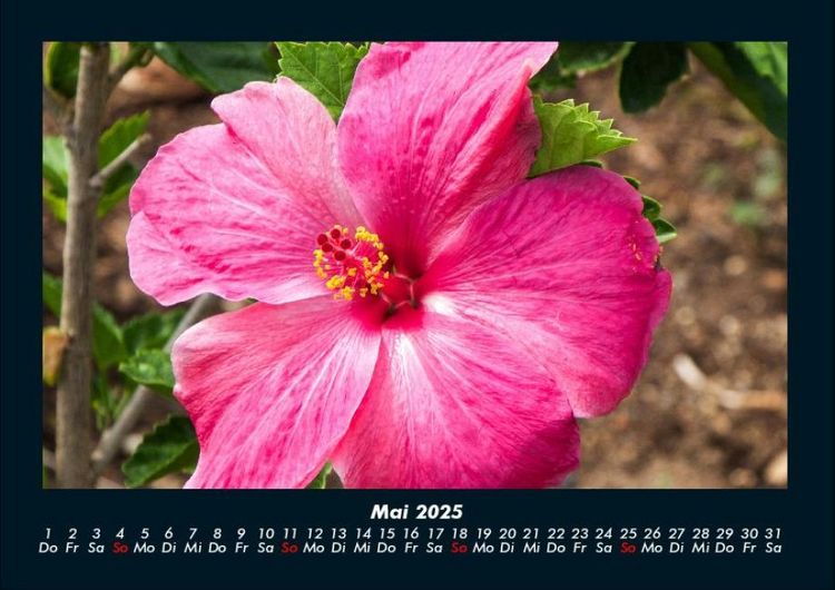 Produktbild: Blumentr&auml;ume 2025 Fotokalender DIN A4
