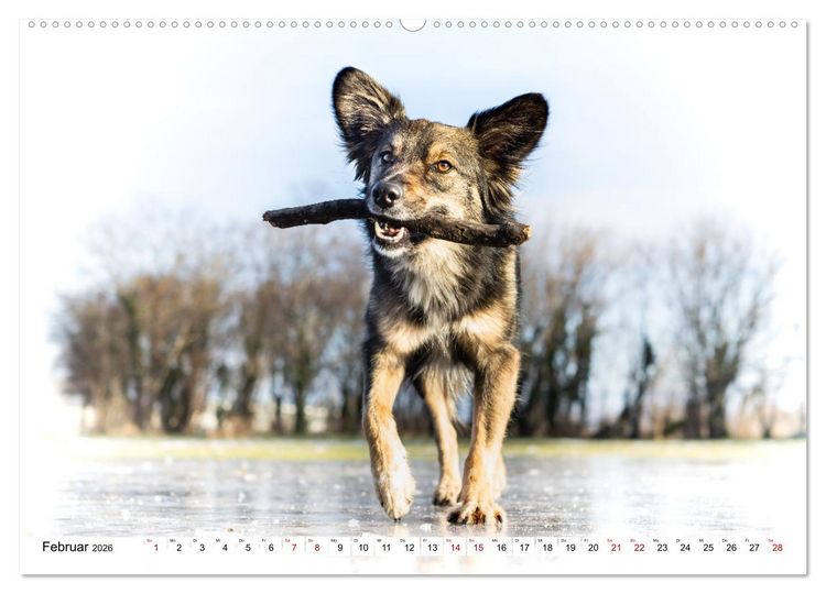 Produktbild: Ein Hundejahr in Bildern (hochwertiger Premium Wandkalender 2026 DIN A2 quer), Kunstdruck in Hochglanz