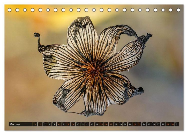 Produktbild: Kunstgalerie Wald - die verborgene Welt der Pilze (Tischkalender 2027 DIN A5 quer), CALVENDO Monatskalender