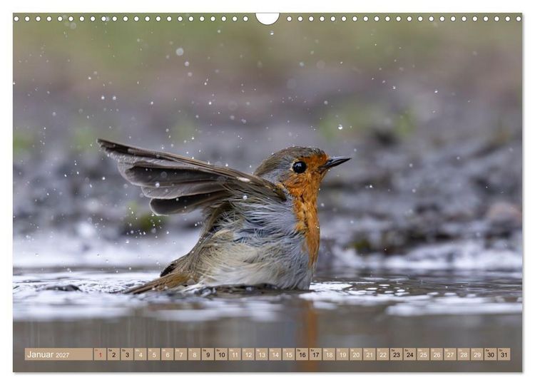 Produktbild: Robin, das s&uuml;&szlig;e Rotkehlchen (Wandkalender 2027 DIN A3 quer), CALVENDO Monatskalender