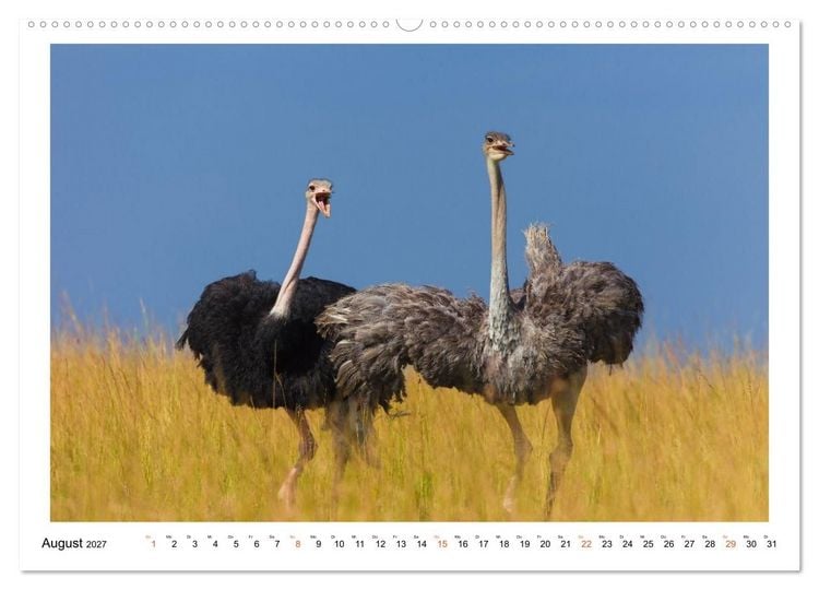 Produktbild: Afrika Wildlife-Fotografien (Wandkalender 2027 DIN A2 quer), CALVENDO Monatskalender