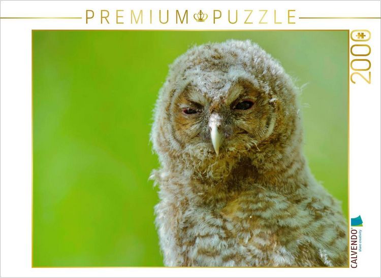 Produktbild: CALVENDO Puzzle Waldkauz-&Auml;stling | 2000 Teile Lege-Gr&ouml;&szlig;e 90x67cm Foto-Puzzle f&uuml;r gl&uuml;ckliche Stunden