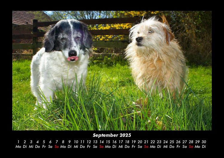 Produktbild: Der Hundekalender 2025 Fotokalender DIN A3