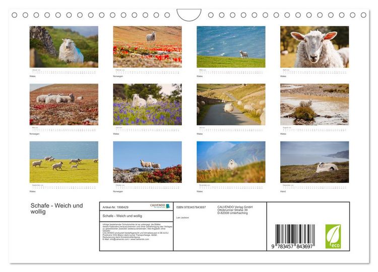 Produktbild: Schafe - Weich und wollig (Wandkalender 2026 DIN A4 quer), CALVENDO Monatskalender