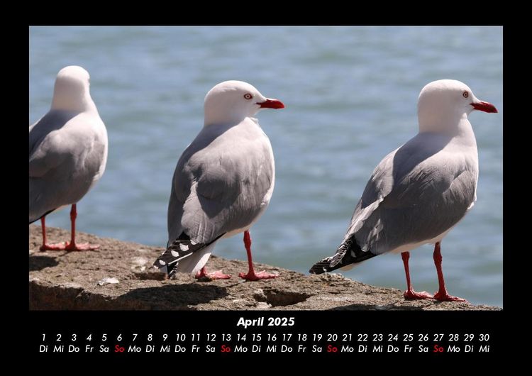 Produktbild: Tiere in der Wildnis 2025 Fotokalender DIN A3