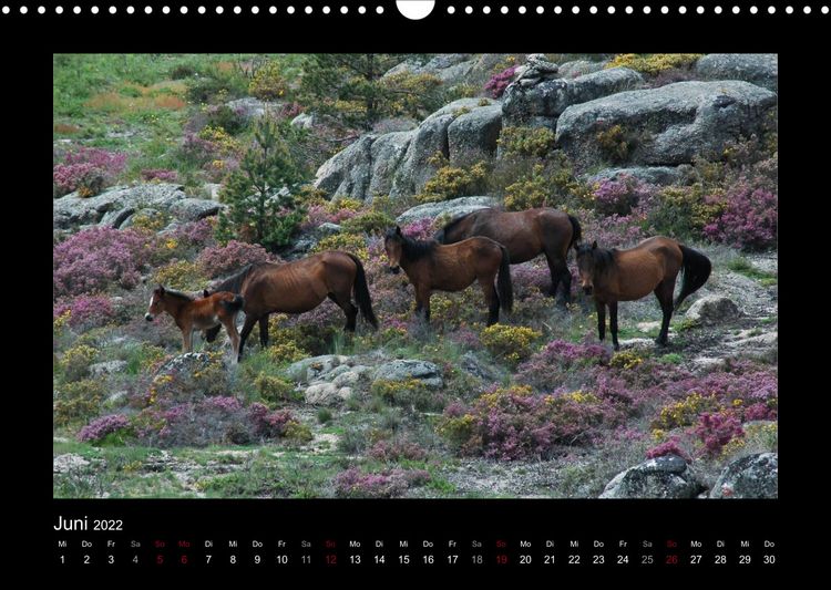 Produktbild: Garranos (Wandkalender 2022 DIN A3 quer)
