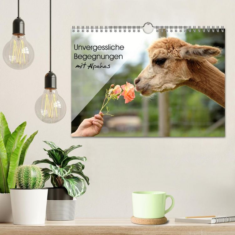 Produktbild: Unvergessliche Begegnungen mit Alpakas (Wandkalender 2026 DIN A4 quer), CALVENDO Monatskalender