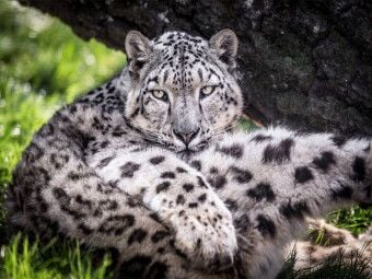 Produktbild: CALVENDO Puzzle Ein Schneeleopard | 1000 Teile Lege-Gr&ouml;&szlig;e 64x48cm Foto-Puzzle f&uuml;r gl&uuml;ckliche Stunden