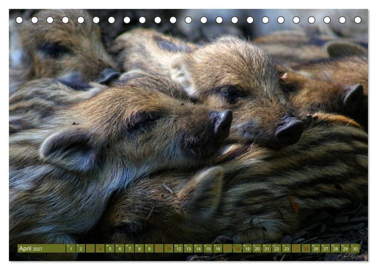 Produktbild: Wildschweins Kinderstube - Freche Frischlinge (Tischkalender 2027 DIN A5 quer), CALVENDO Monatskalender