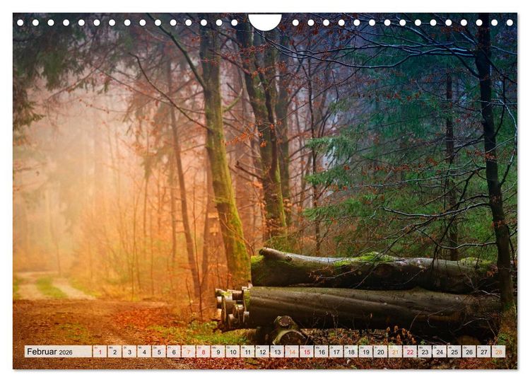 Produktbild: Wald - mystische Spazierg&auml;nge (Wandkalender 2026 DIN A4 quer), CALVENDO Monatskalender