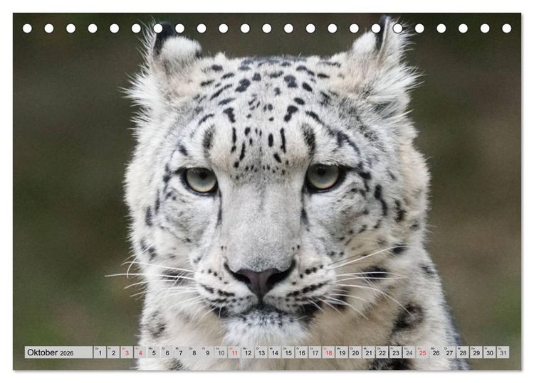 Produktbild: Schneeleoparden. Perfekte Raubkatzen-Sch&ouml;nheiten (Tischkalender 2026 DIN A5 quer), CALVENDO Monatskalender