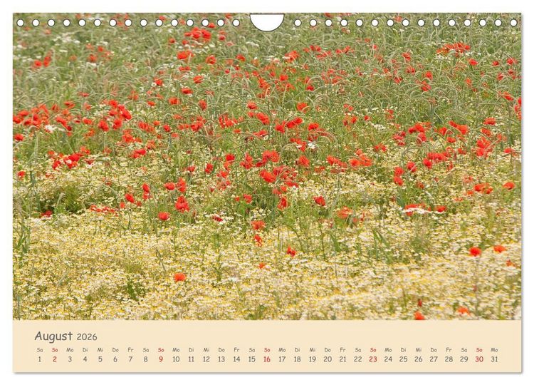 Produktbild: Mohnblumen - rote Sch&ouml;nheiten (Wandkalender 2026 DIN A4 quer), CALVENDO Monatskalender