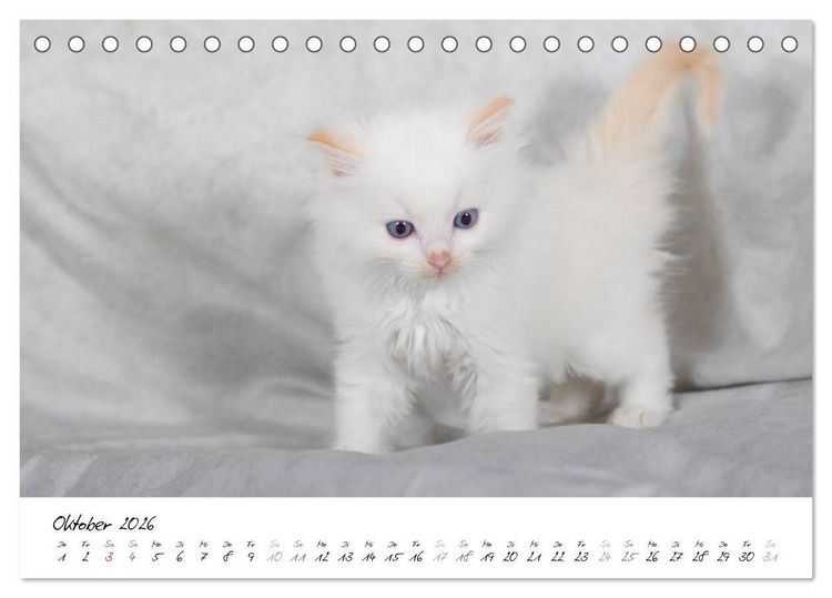 Produktbild: Ragdoll Kitten (Tischkalender 2026 DIN A5 quer), CALVENDO Monatskalender