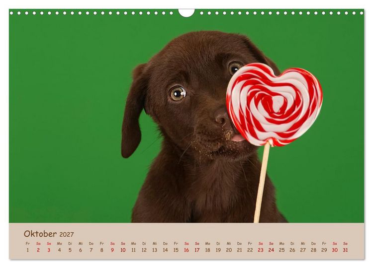 Produktbild: Achtung die Welpen kommen. (Wandkalender 2027 DIN A3 quer), CALVENDO Monatskalender