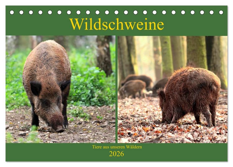 Produktbild: Wildschweine - Tiere aus unseren W&auml;ldern (Tischkalender 2026 DIN A5 quer), CALVENDO Monatskalender