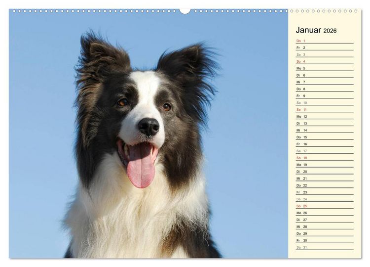 Produktbild: Border Collie 2026 (hochwertiger Premium Wandkalender 2026 DIN A2 quer), Kunstdruck in Hochglanz