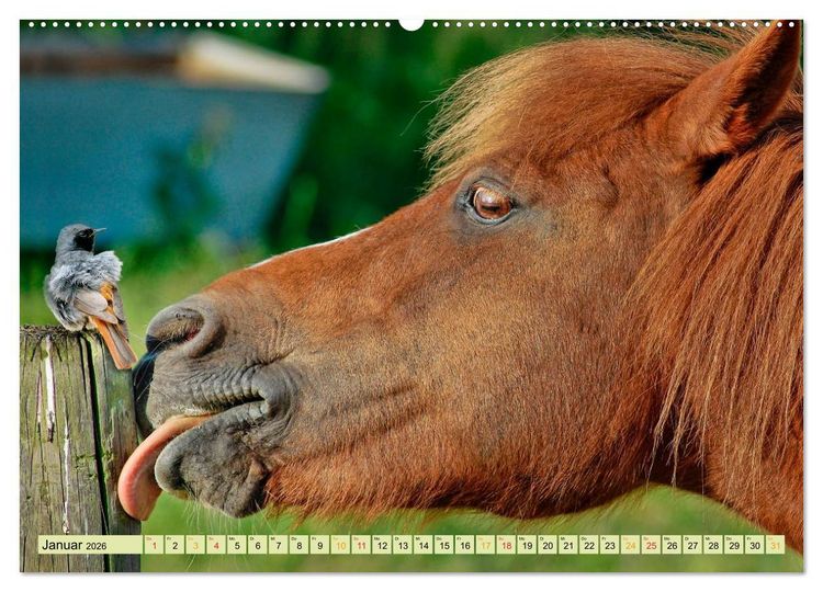 Produktbild: Lustig und verr&uuml;ckt - der ganz andere Tierkalender (Wandkalender 2026 DIN A2 quer), CALVENDO Monatskalender