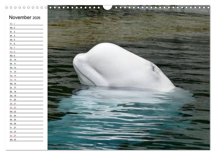 Produktbild: Wale. Kolosse der Meere (Wandkalender 2026 DIN A3 quer), CALVENDO Monatskalender