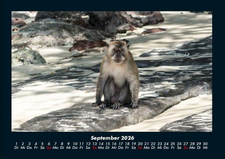 Produktbild: Affen 2026 Fotokalender DIN A4