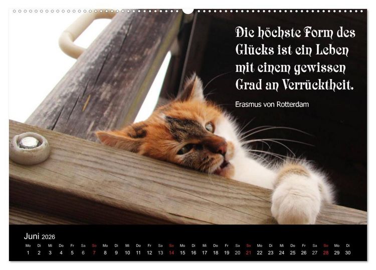 Produktbild: Gl&uuml;ckskatze - Mit Zitaten zum Thema Gl&uuml;ck (Wandkalender 2026 DIN A2 quer), CALVENDO Monatskalender