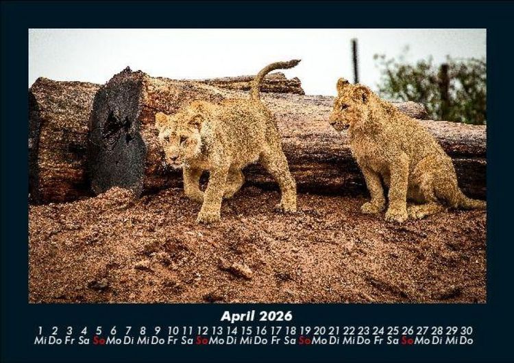 Produktbild: L&ouml;wen in der Wildnis 2026 Fotokalender DIN A5
