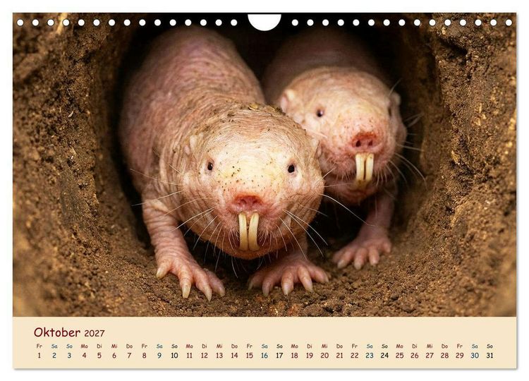 Produktbild: Im Reich der Tunnelbauer - Maulw&uuml;rfe und Nacktmulle, Leben im Verborgenen (Wandkalender 2027 DIN A4 quer), CALVENDO Monatskalender
