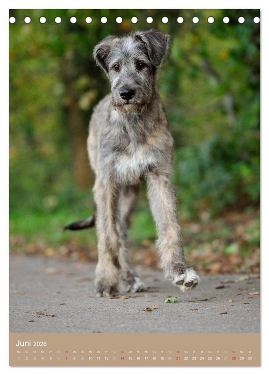 Produktbild: Hundekinder (Tischkalender 2026 DIN A5 hoch), CALVENDO Monatskalender