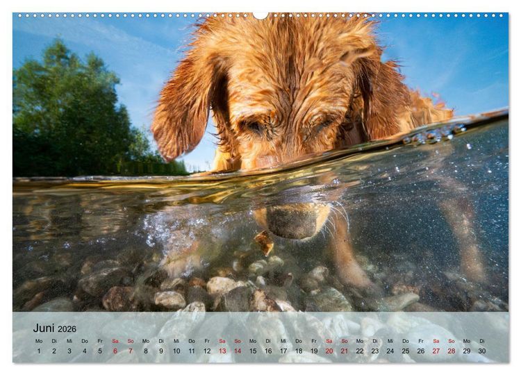 Produktbild: Retriever - Mit DIR hol ich die Sterne vom Himmel (Wandkalender 2026 DIN A2 quer), CALVENDO Monatskalender