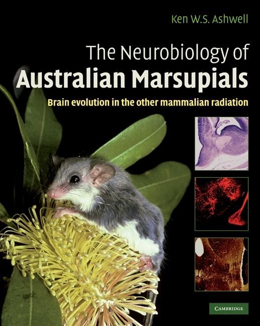 Produktbild: Neurobiology of Australian Marsupials