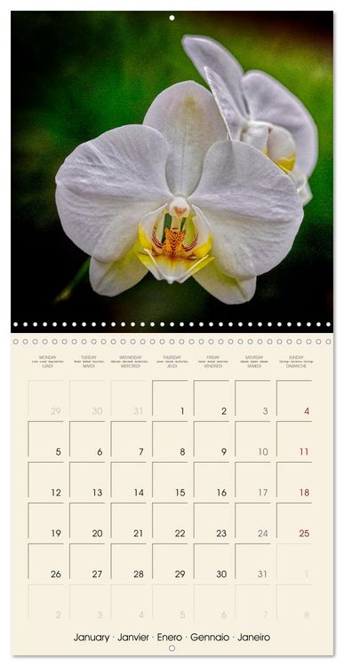 Produktbild: Butterfly orchids in high fidelity (Wall Calendar 2026 12 &times; 12 Inch) CALVENDO 12 Month Wall Calendar