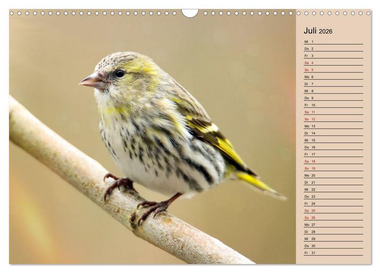 Produktbild: Erlenzeisige (Wandkalender 2026 DIN A3 quer), CALVENDO Monatskalender