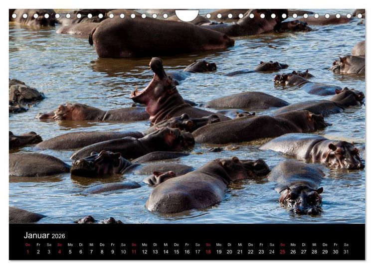 Produktbild: Wildes Afrika (Wandkalender 2026 DIN A4 quer), CALVENDO Monatskalender