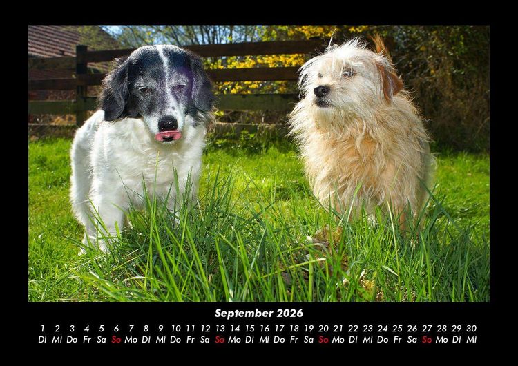 Produktbild: Der Hundekalender 2026 Fotokalender DIN A3