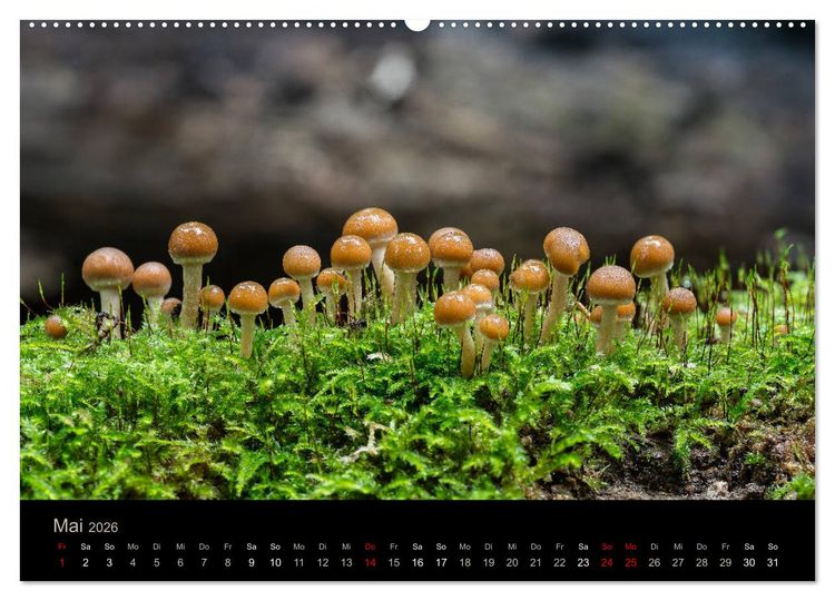 Produktbild: PILZE IM FOKUS 2026 (Wandkalender 2026 DIN A2 quer), CALVENDO Monatskalender