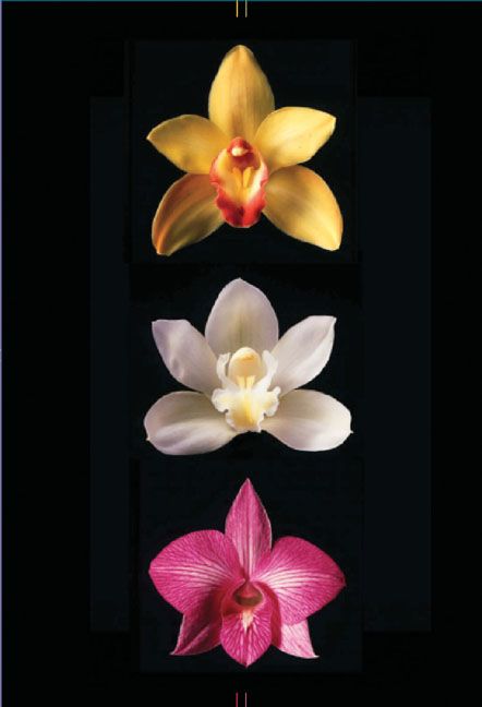 Produktbild: Orchids Journal