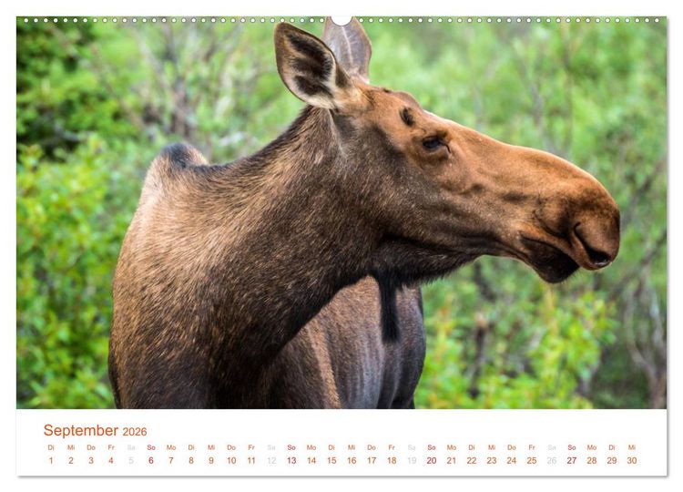 Produktbild: Der Alaska Kalender CH-Version (Wandkalender 2026 DIN A2 quer), CALVENDO Monatskalender