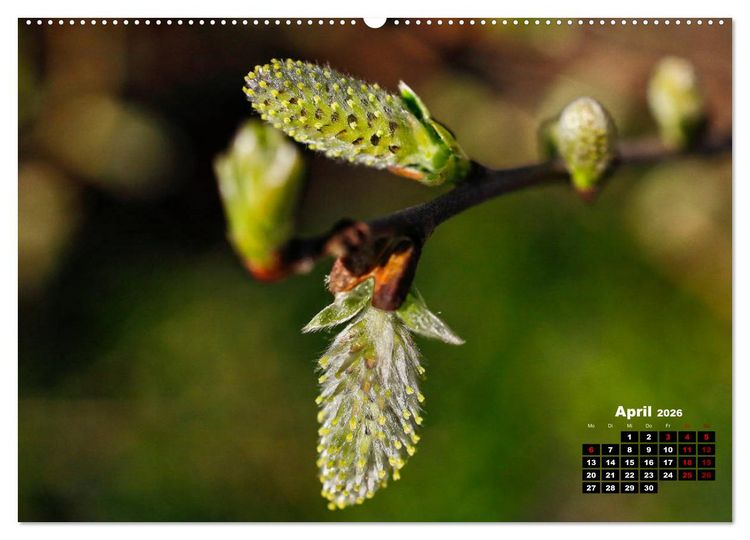 Produktbild: B&auml;ume im Detail (hochwertiger Premium Wandkalender 2026 DIN A2 quer), Kunstdruck in Hochglanz
