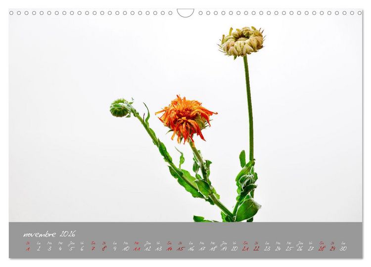 Produktbild: Des fleurs sur le chemin du matin (Calendrier mural 2026 DIN A3 vertical), CALVENDO calendrier mensuel