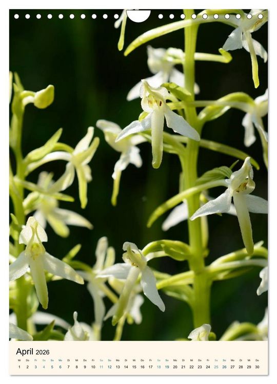 Produktbild: Einheimische Orchideen (Wandkalender 2026 DIN A4 hoch), CALVENDO Monatskalender