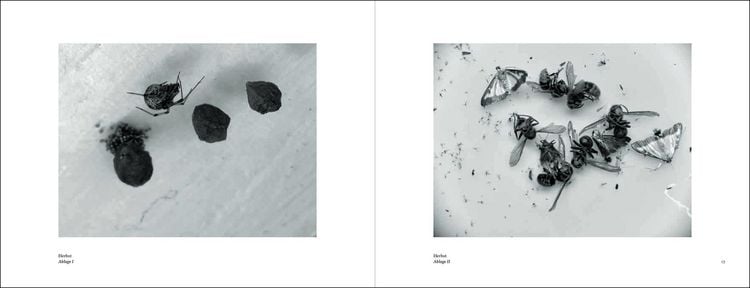 Produktbild: Mariela Sartorius