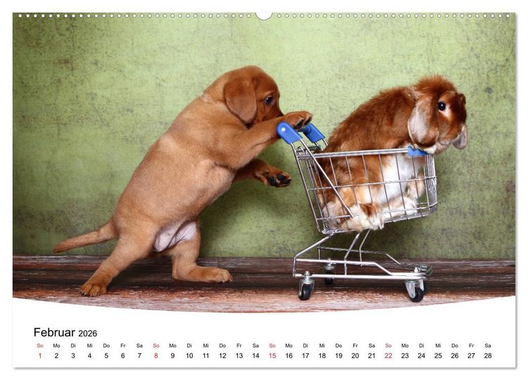 Produktbild: Labrador Welpen - Labrador Puppies (hochwertiger Premium Wandkalender 2026 DIN A2 quer), Kunstdruck in Hochglanz