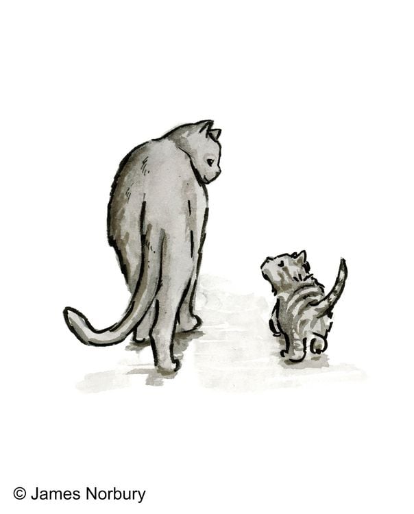 Produktbild: Die Katze, die nach Weisheit sucht