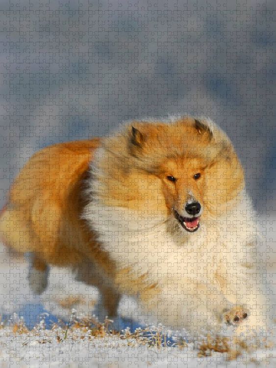 Produktbild: CALVENDO Puzzle Collie - Winterfreuden | 1000 Teile Lege-Gr&ouml;&szlig;e 64x48cm Foto-Puzzle f&uuml;r gl&uuml;ckliche Stunden